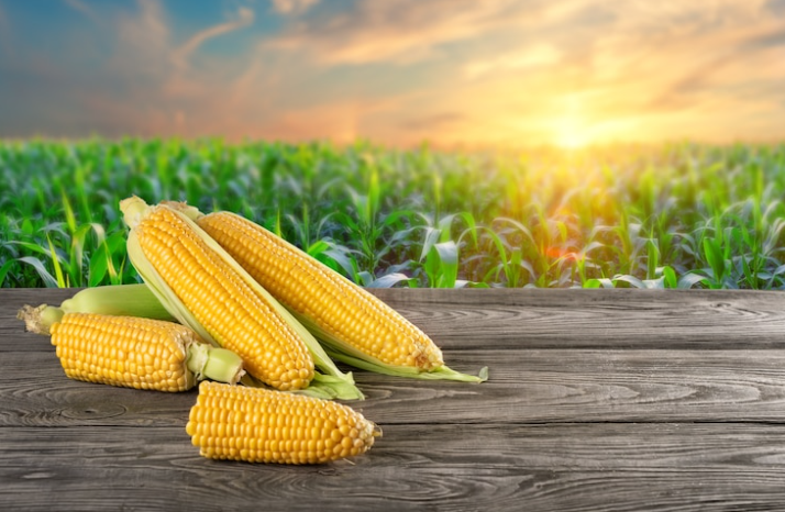أوكرانيا تبدأ حصاد الذرة للعام الحالي بمتوسط غلة 4.41 طن